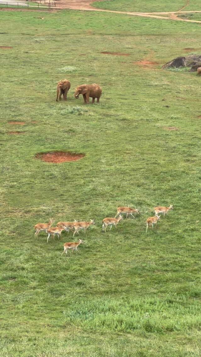 Parque de la Naturaleza de Cabarceno #elefantes #elefantes🐘 #elephant🐘 #antilopes #cobosdelechwe #lechwes